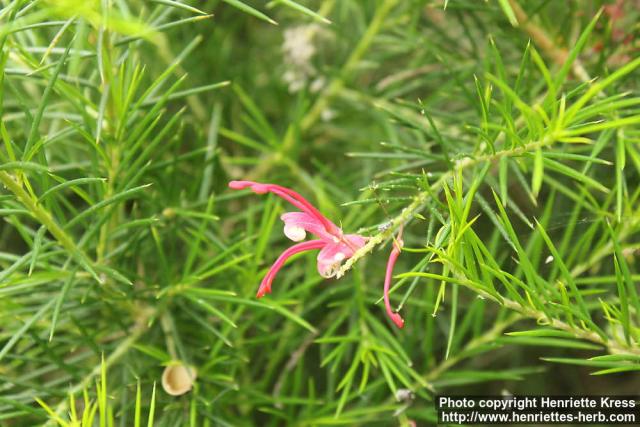 Photo: Grevillea juniperina 0.