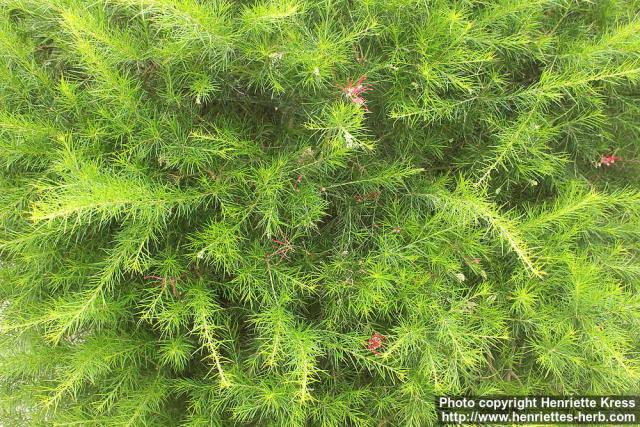 Photo: Grevillea juniperina 2.