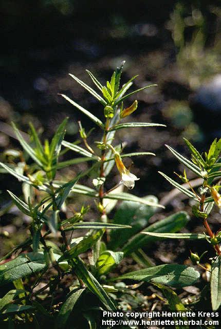 Photo: Gratiola officinalis 1.