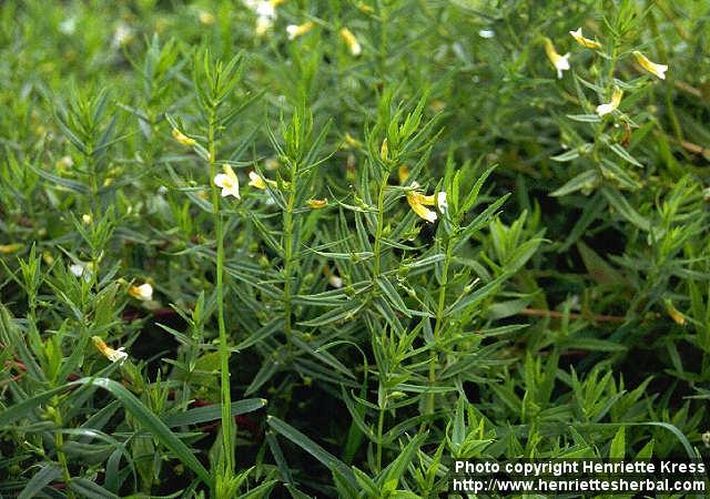 Photo: Gratiola officinalis 3.