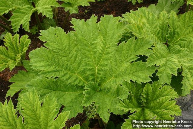 Photo: Gunnera manicata 4.