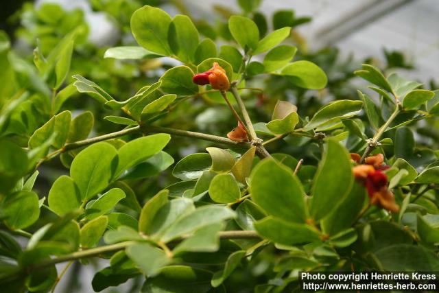 Photo: Guaiacum officinale.