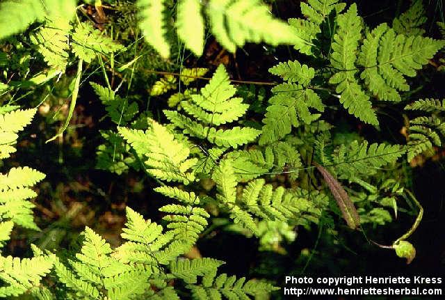 Photo: Gymnocarpium dryopteris 1.