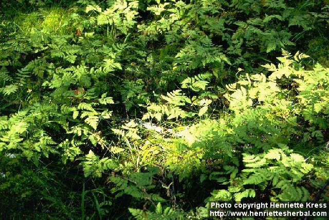 Photo: Gymnocarpium dryopteris.