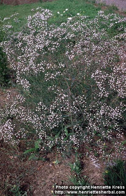 Photo: Gypsophila paniculata 1.