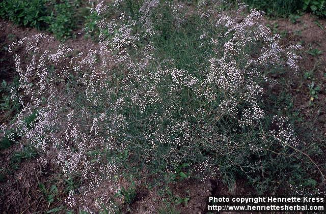 Photo: Gypsophila paniculata.