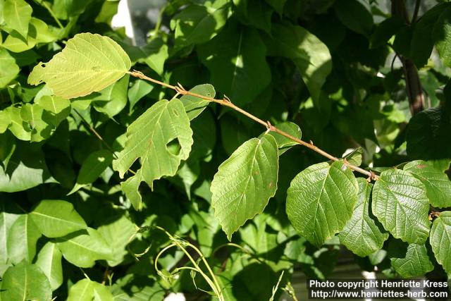 Photo: Hamamelis virginiana 1.