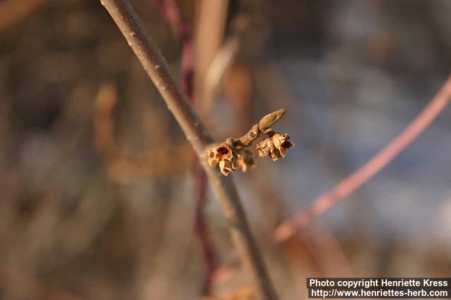 Photo: Hamamelis virginiana 5.