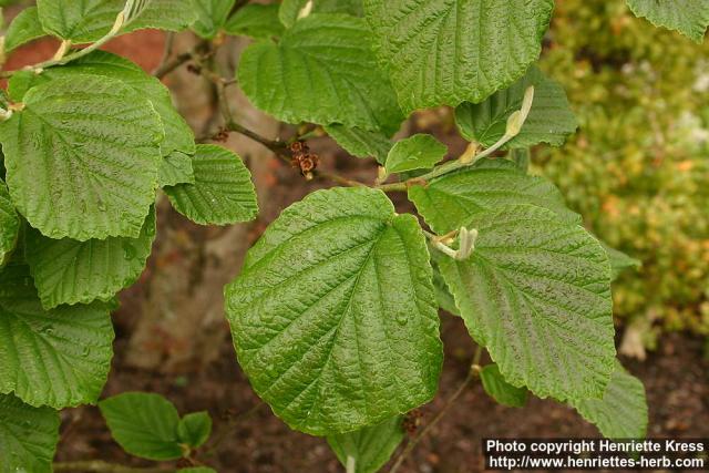 Photo: Hamamelis mollis 1.