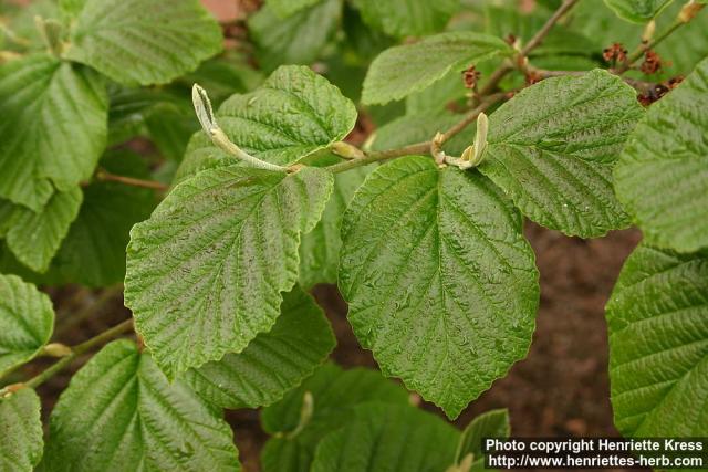 Photo: Hamamelis mollis 2.