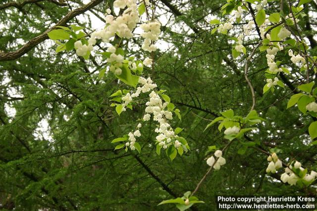 Photo: Halesia carolina.