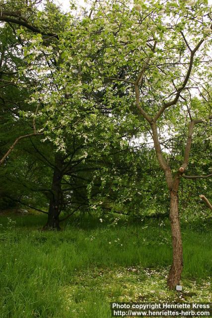 Photo: Halesia carolina 3.