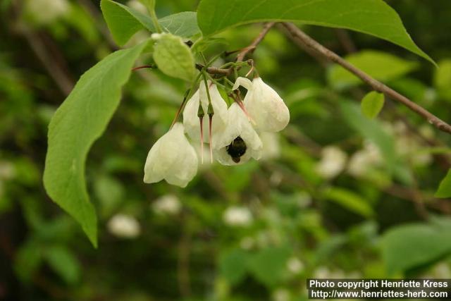 Photo: Halesia carolina 4.