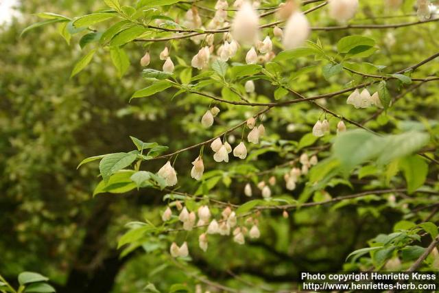 Photo: Halesia carolina 8.