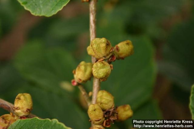 Photo: Hamamelis mollis 4.