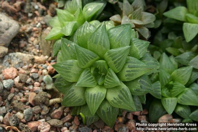 Photo: Haworthia turgida.