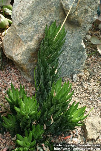 Photo: Haworthia coarctata.