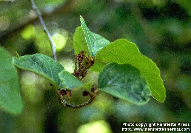 Photo: Hamamelis japonica 1.