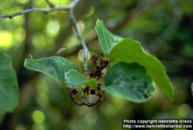 Photo: Hamamelis japonica.