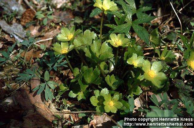 Photo: Hacquetia epipactis.