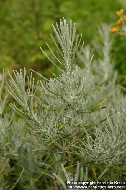 Photo: Helichrysum italicum.