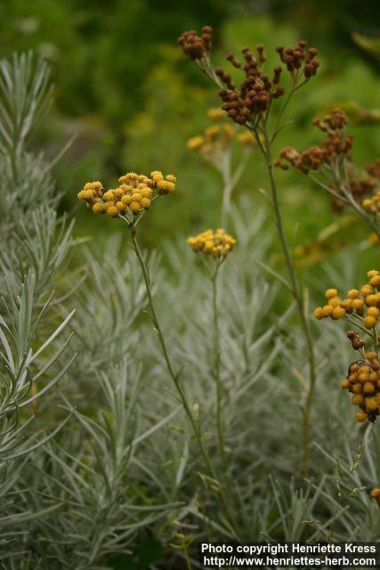 Photo: Helichrysum italicum 1.