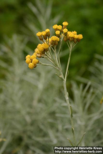 Photo: Helichrysum italicum 3.