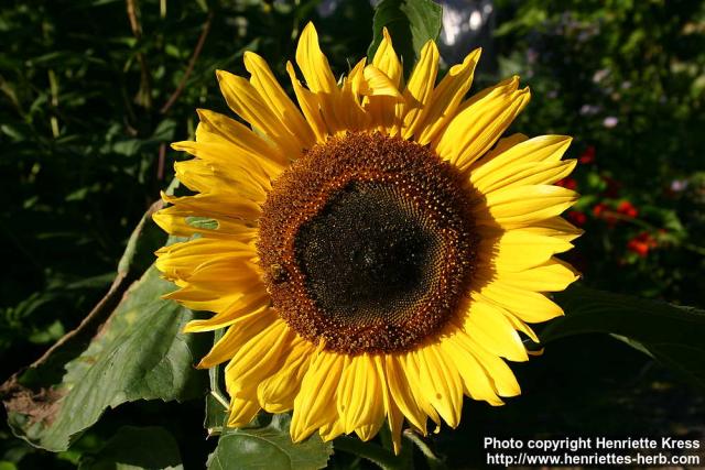 Photo: Helianthus annuus 17.