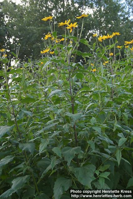 Photo: Helianthus tuberosus 7.