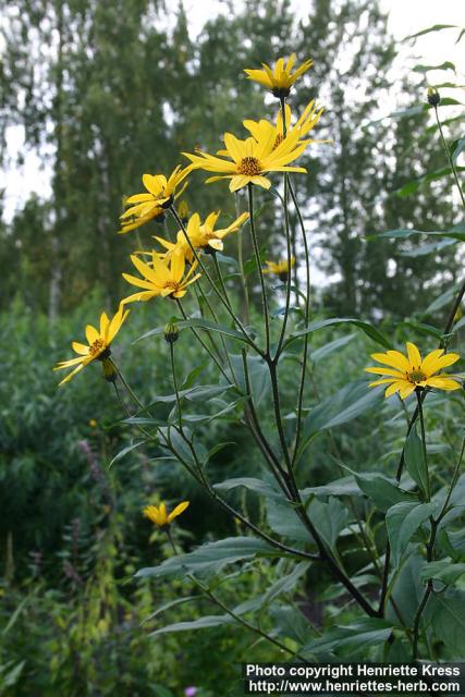 Photo: Helianthus tuberosus 8.