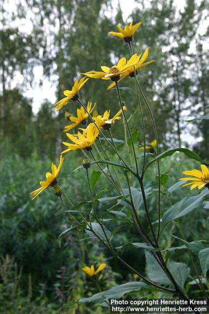 Photo: Helianthus tuberosus 9.