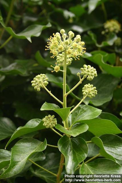 Photo: Hedera helix 5.