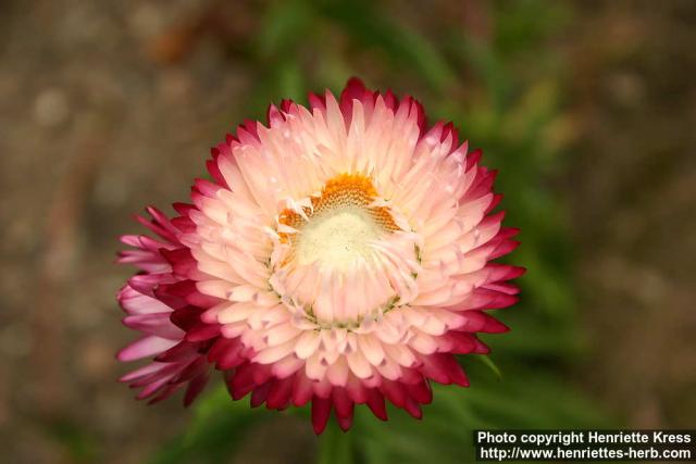 Photo: Helichrysum bracteatum 4.