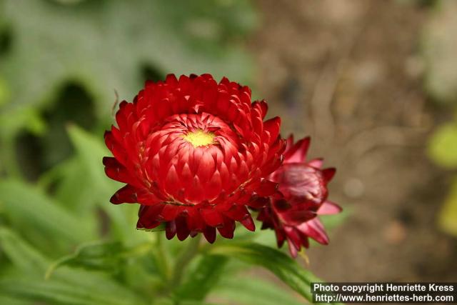 Photo: Helichrysum bracteatum 5.