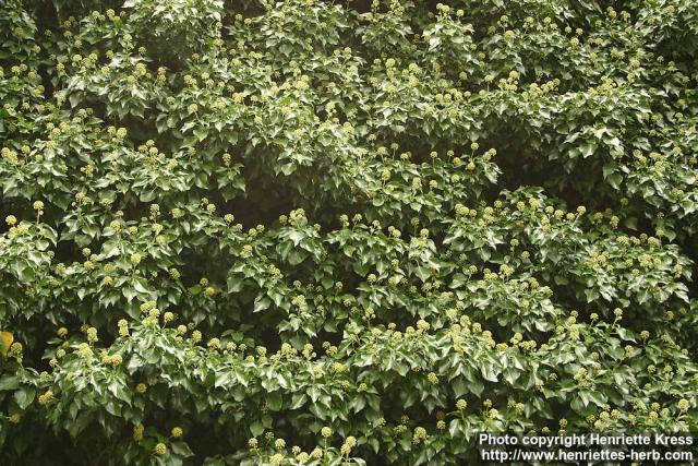 Photo: Hedera helix 7.