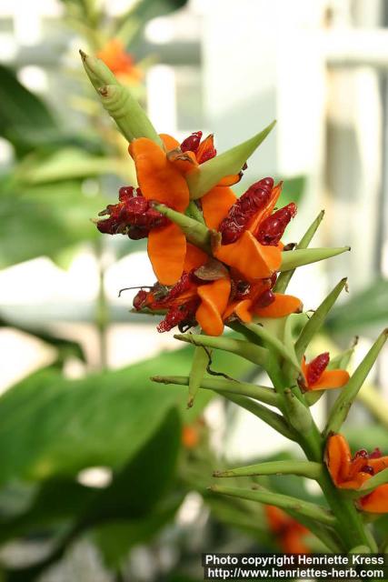 Photo: Hedychium gardnerianum 1.