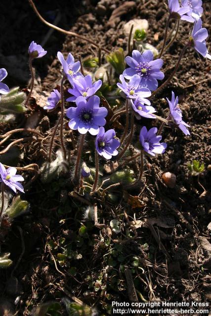 Photo: Hepatica x media 1.