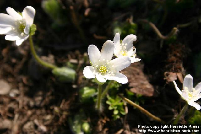 Photo: Hepatica transsylvanica 1.