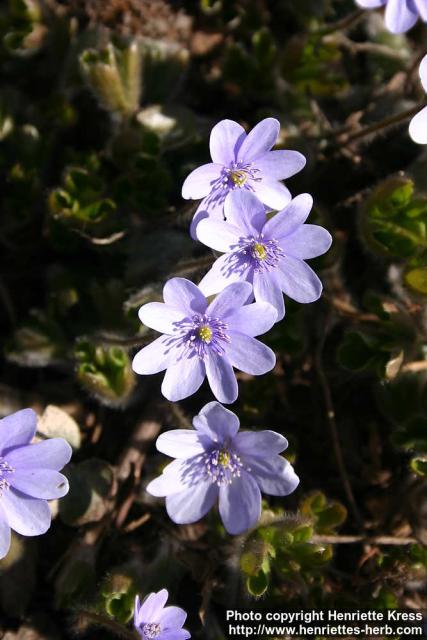 Photo: Hepatica x media 2.