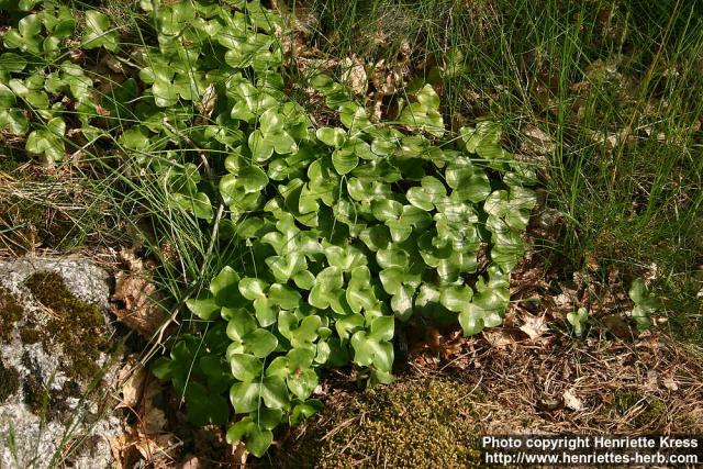 Photo: Hepatica nobilis 7.