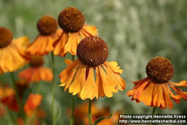 Photo: Helenium autumnale 10.