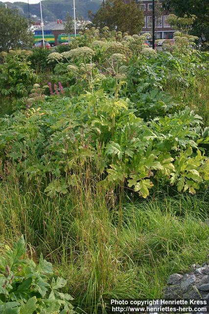 Photo: Heracleum laciniatum.