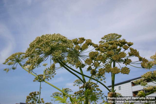 Photo: Heracleum laciniatum 2.