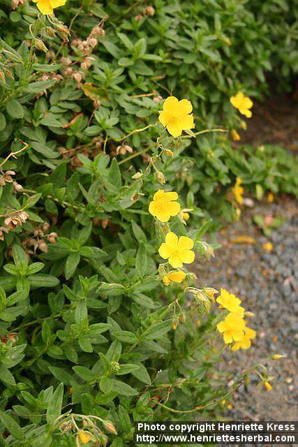 Photo: Helianthemum nummularium.