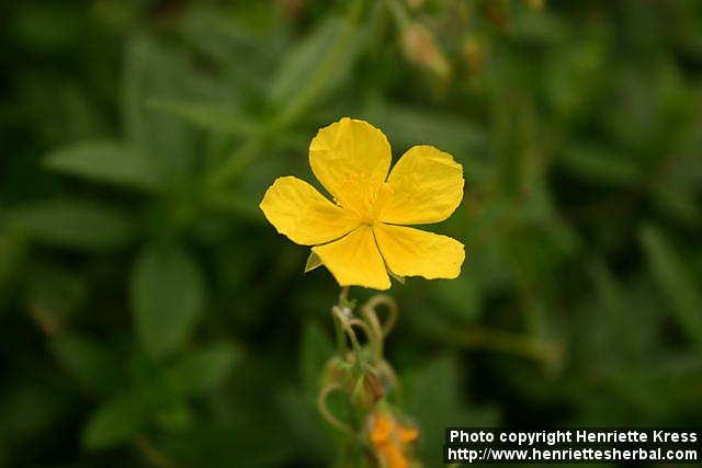 Photo: Helianthemum nummularium 1.