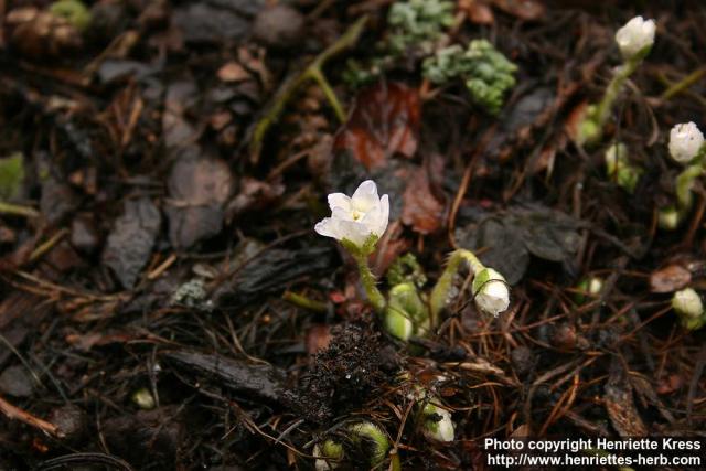 Photo: Hepatica transsylvanica 2.