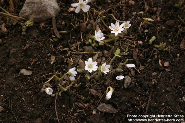 Photo: Hepatica transsylvanica 4.