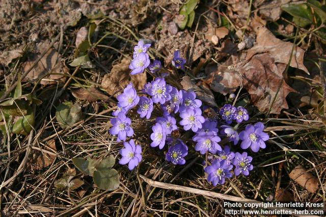 Photo: Hepatica nobilis 08.