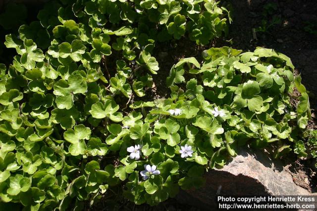 Photo: Hepatica x media 5.