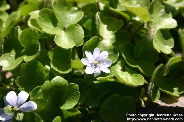 Photo: Hepatica x media 6.